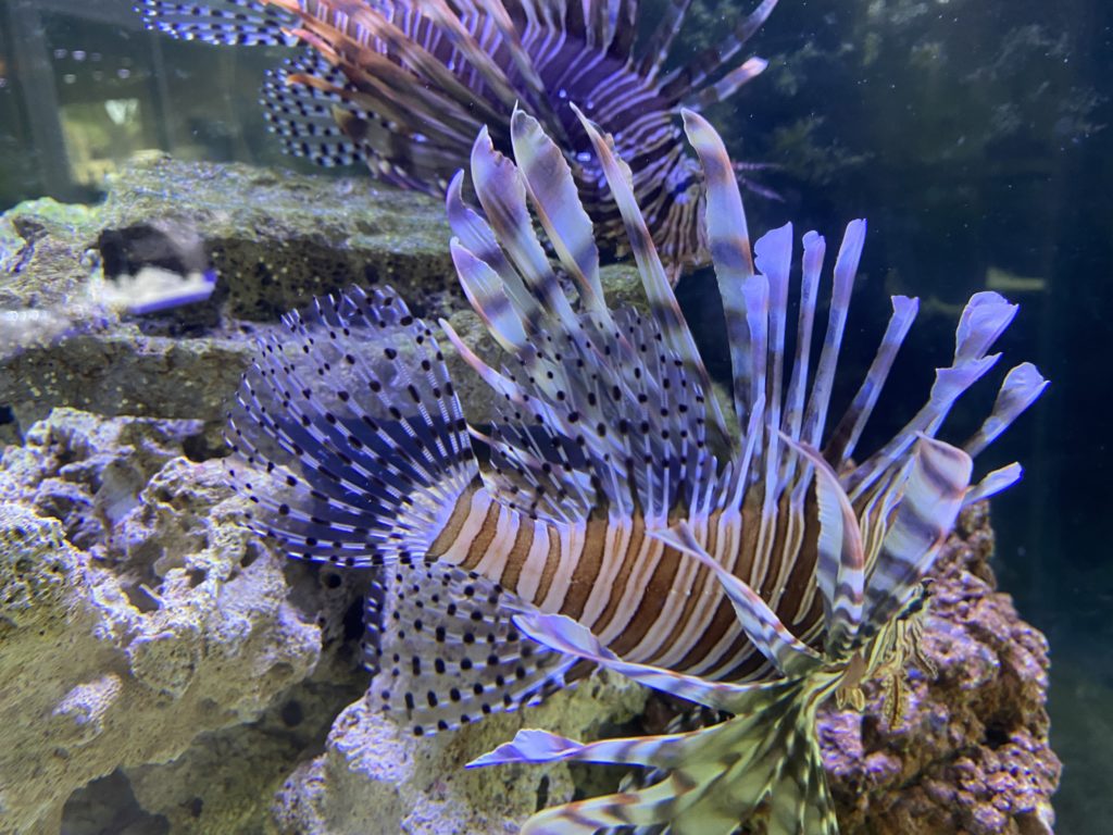 predatory fish tank