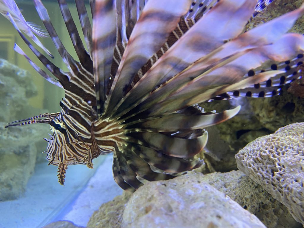 predatory fish tank front