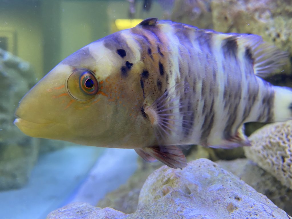 predatory fish tank up close